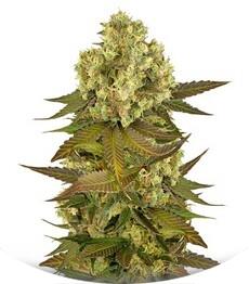 Sour Blueberry fem (Humboldt Seeds)