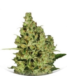 Delahaze fem (Paradise Seeds)