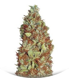 Master Kush regular (Nirvana Seeds)