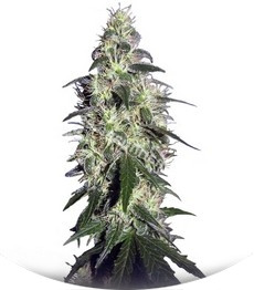 Buddha Pulsar fem (Buddha Seeds)