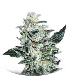 Sensi Star fem (Paradise Seeds)