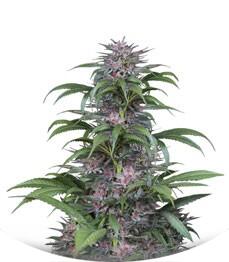 Quick Kush fem (Dinafem Seeds)