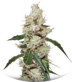 Afghan Kush X White Widow fem (World of Seeds)