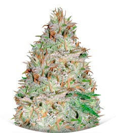 Chocolate Orange Auto fem (Dr. Krippling Seeds)