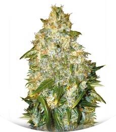 Auto Good Wild Shark fem (Bulk Seed Bank)