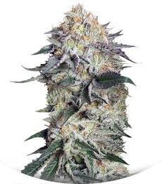 Lemon Garlic OG fem (Humboldt Seeds)