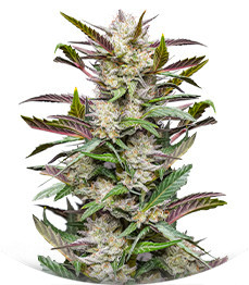 Auto Mimosa Punch fem (Dutch Passion)