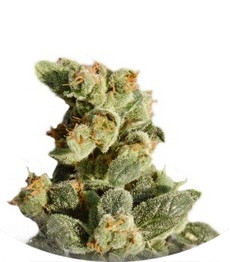 Gnomo Auto fem (Kannabia Seeds)