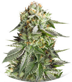 Remo Chemo fem (Dinafem Seeds)