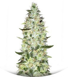 Auto Special Skunk fem (Bulk Seed Bank)