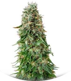 White Siberian fem (Dinafem Seeds)