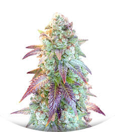 Auto Blueberry Banana fem (Anesia Seeds)