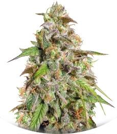 Cannatonic regular (Resin Seeds)