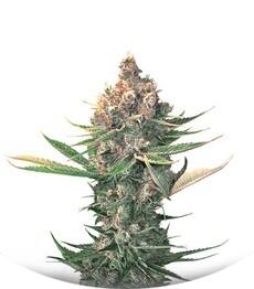 Dawg Star Kush fem (TH Seeds)