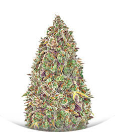 Haze Queen fem (Anesia Seeds)