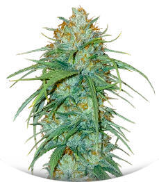 Insane OG (Barney's Farm)