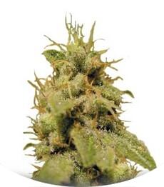 Kal-X regular (TH Seeds)