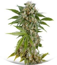 Kush-N-Cheese fem (Dinafem Seeds)