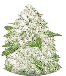 Sumo's OG Kush fem (Sumo Seeds)