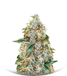 The New fem (Humboldt Seeds)