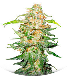 00 Kush fast fem (00 Seeds)