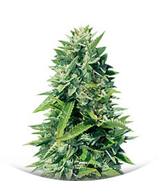 Crystal Queen fem (Vision Seeds)
