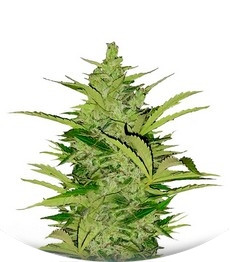 Fast Eddy Automatic CBD fem (RQS)