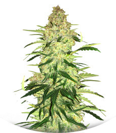 Ninja Zkittles fem (Dr. Krippling Seeds)