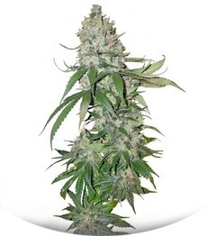Buddha Quasar fem (Buddha Seeds)