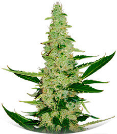Auto Chocolate Kush fem (00 Seeds)