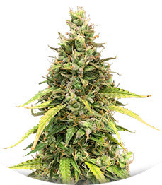 Auto Pineapple Glue fem (Advanced Seeds)