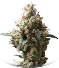 Auto Super Hash fem (Pyramid Seeds)