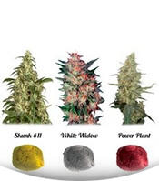 Colour Mix 3 fem (Dutch Passion)