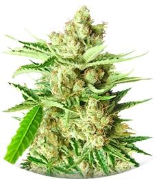 LA Ultra fem (Resin Seeds)