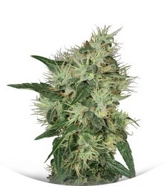 Lambo regular (TH Seeds)