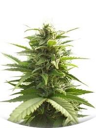 Mr. Bubble regular (TH Seeds)