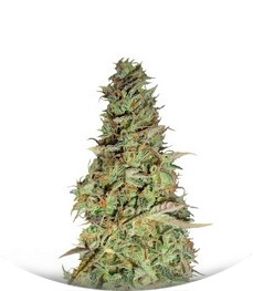 Power Plant fem (Dutch Passion)