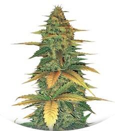 Auto Wild Dwarf fem (Bulk Seed Bank)