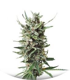 Auto Critical Hog fem (TH Seeds)