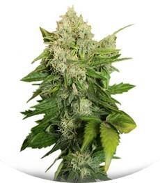 Chronic regular (Serious Seeds)