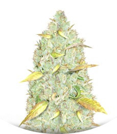 Chronic Ryder Auto fem (Doctor’s Choiсe)