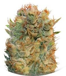 MK Ultra Kush X Bubble fem (TH Seeds)