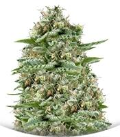 White Widow Auto fem (Trikoma Seeds)