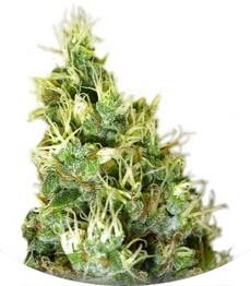 Double Dutch regular (Serious Seeds)