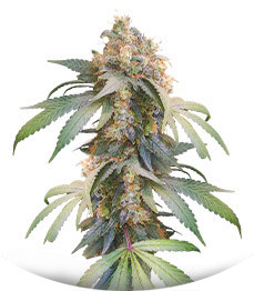 Gorilla fem (00 Seeds)