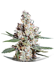 L.A. Amnesia fem (Paradise Seeds)