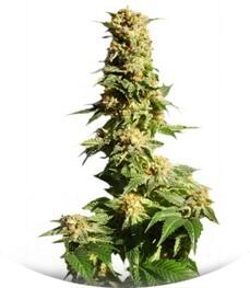 La Blanca Max Auto fem (Kannabia Seeds)