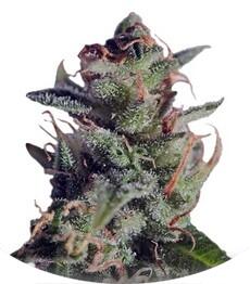 La Lybella fem (Dutch Passion)