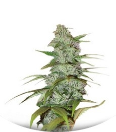 Master Kush fem (Nirvana Seeds)