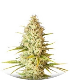 Critical VIP fem (VIP seeds)